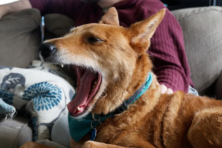 Good boy yawning