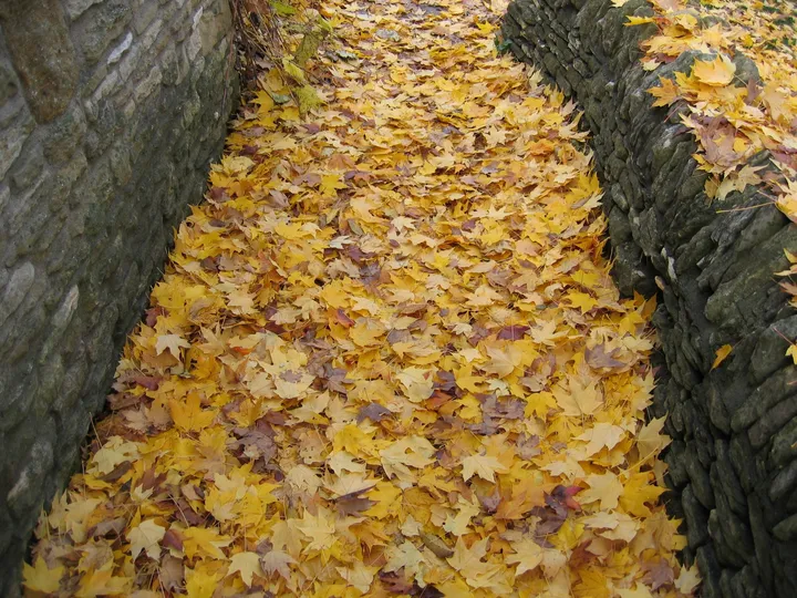 A rather autumnal pathway