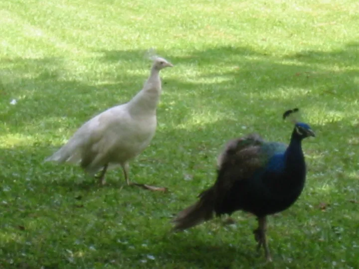 A Peacock (and hen?)
