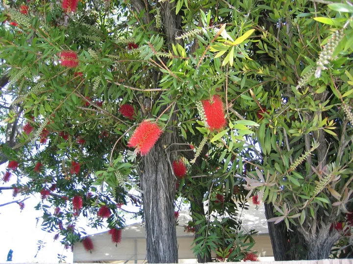 Odd flowering tree in Santa Ana