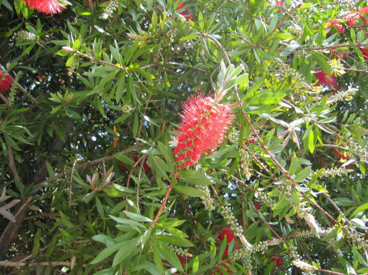 Close-up of blossom