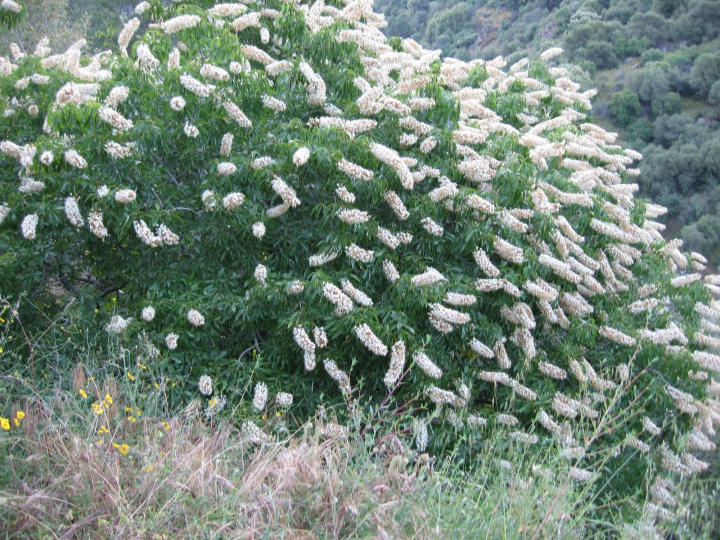 Buckeye Shrub