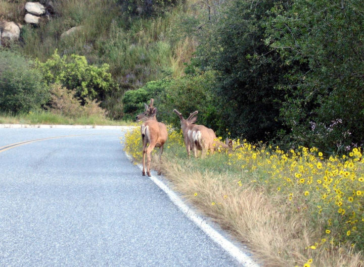 Mule Deer