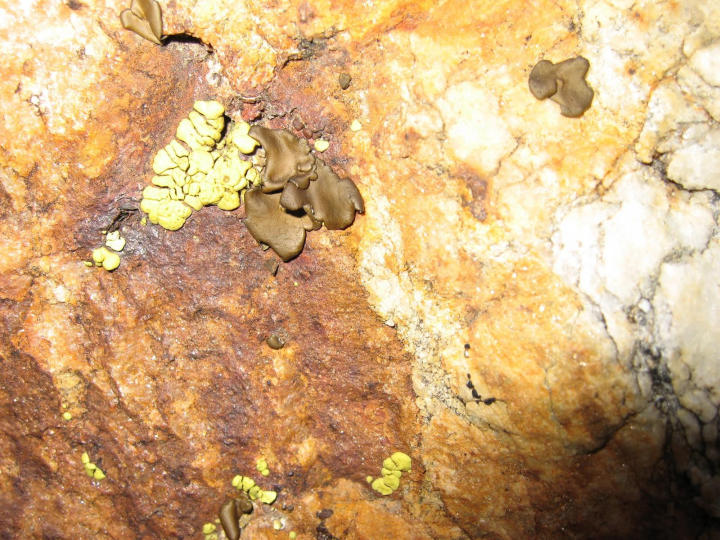 Fungus at the river bank