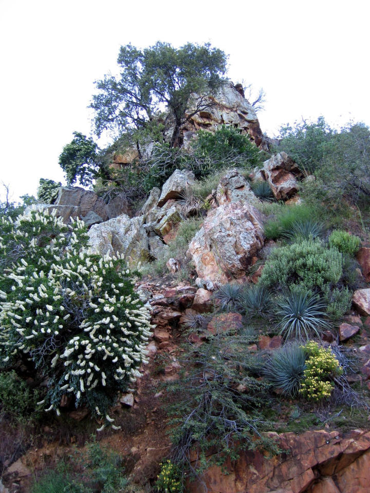 Some local rock-loving flora