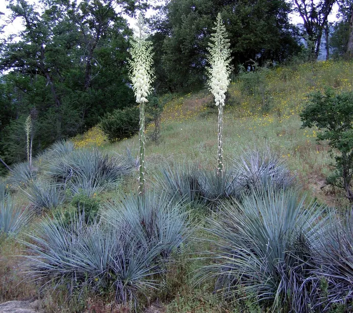 Two yucca plants