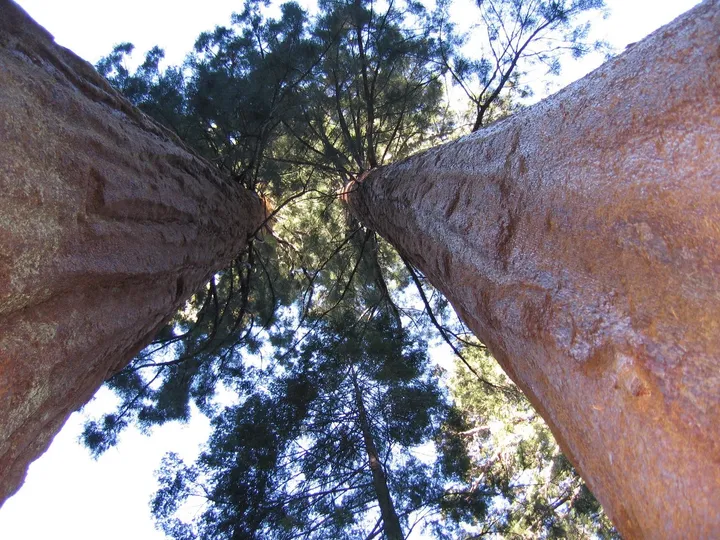 Looking up at Sequoias