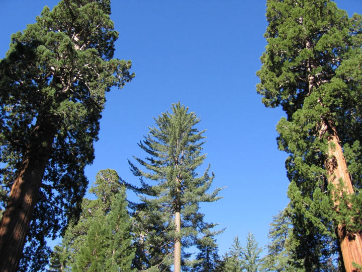 Twin Sequoias