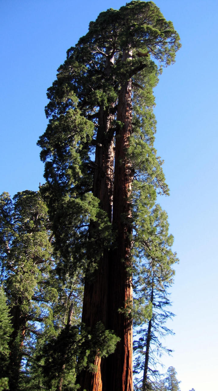 Twin Sequoias 1