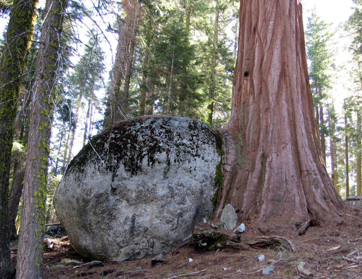 Tree growing over the rock