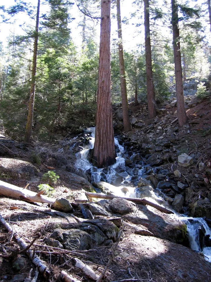 Sequoia in a creek
