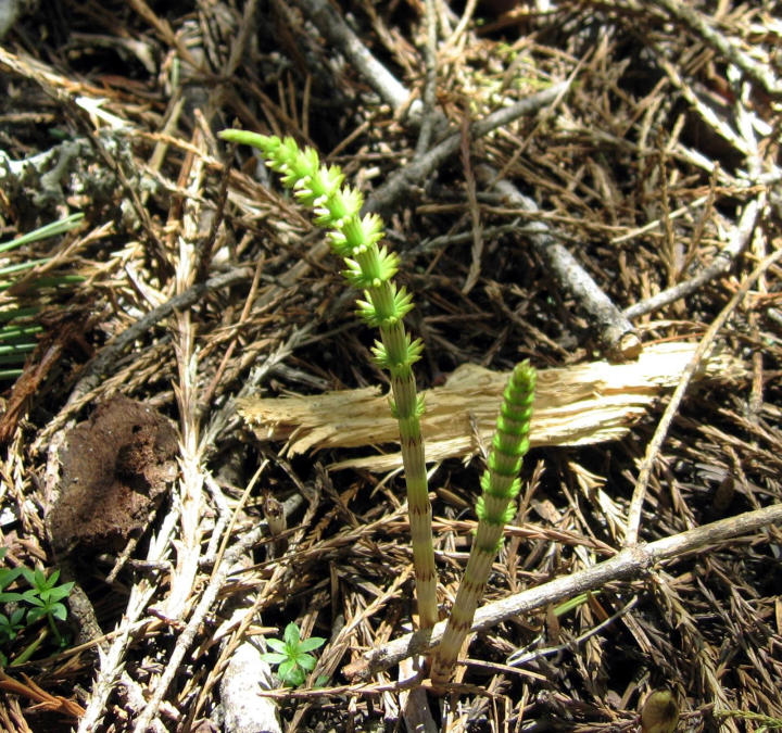 Horsetail