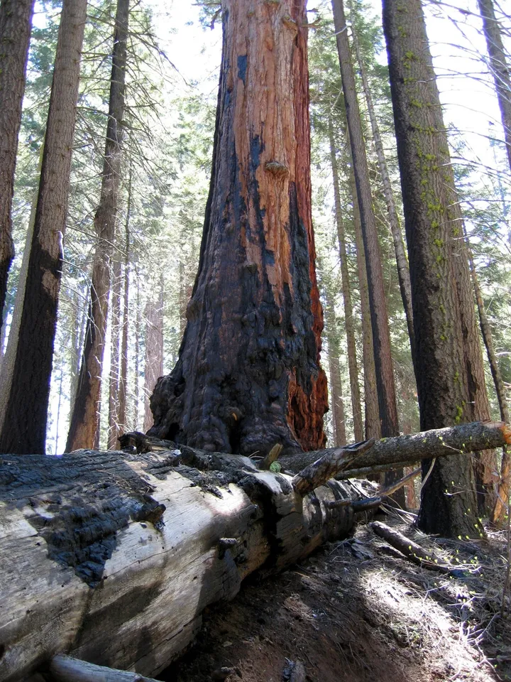 Damaged Sequoia