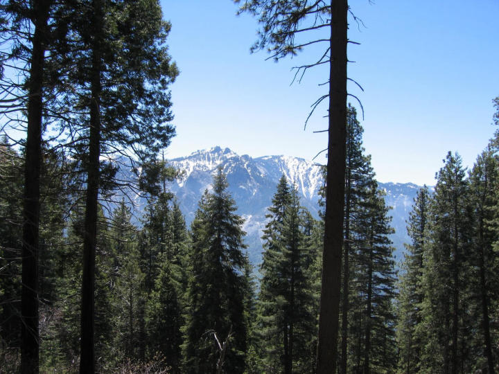 Shot of mountains through the trees