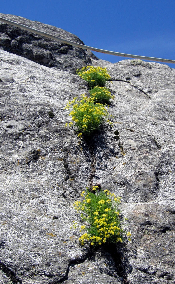 Wildflowers