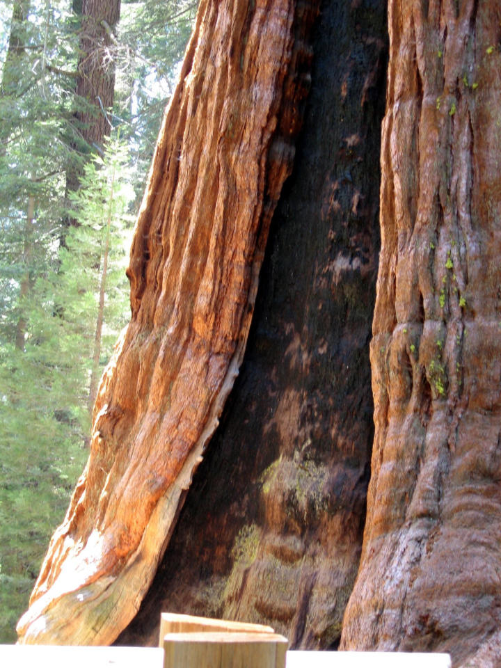 Base of the General Sherman tree