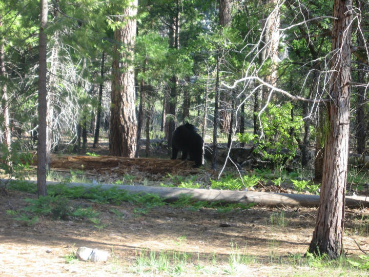 Mama black bear