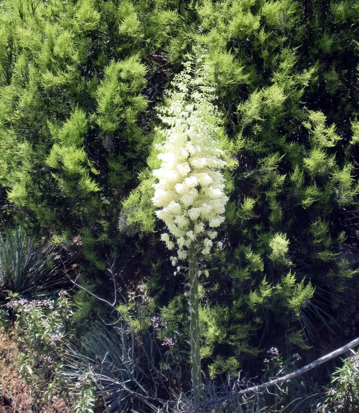 One more Yucca