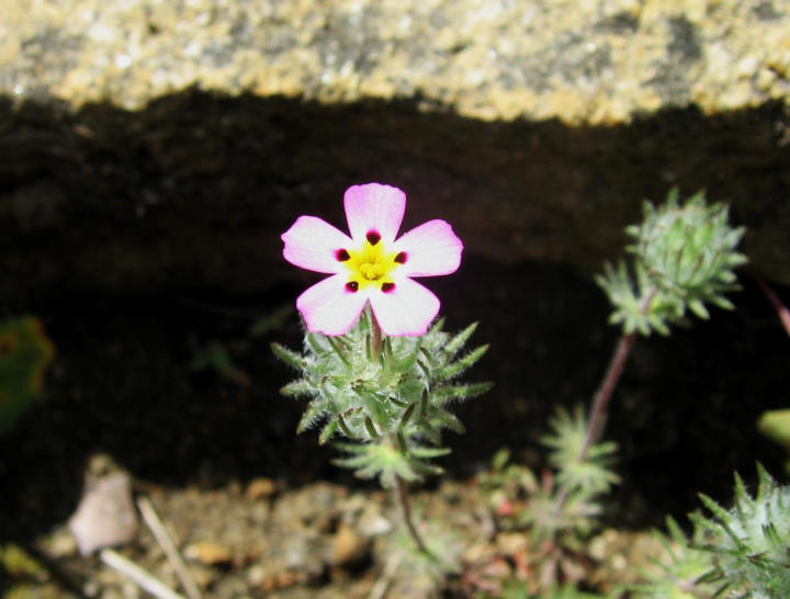 Linanthus