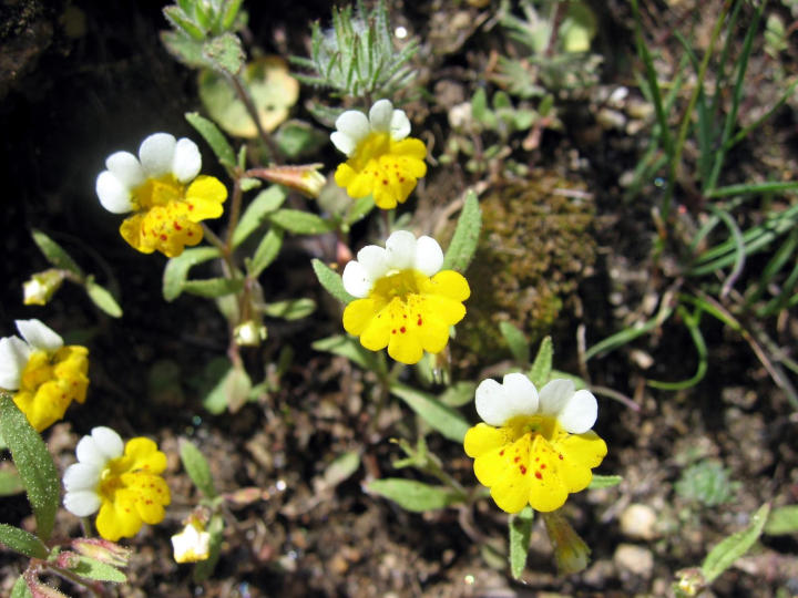 Monkey Flower