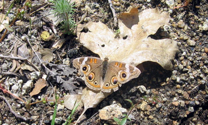 Butterfly on the leaf