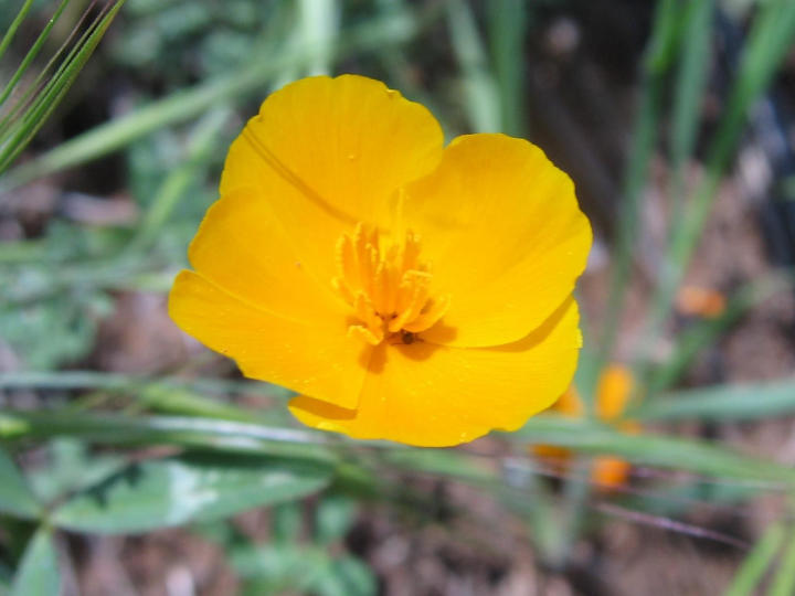 California Poppy