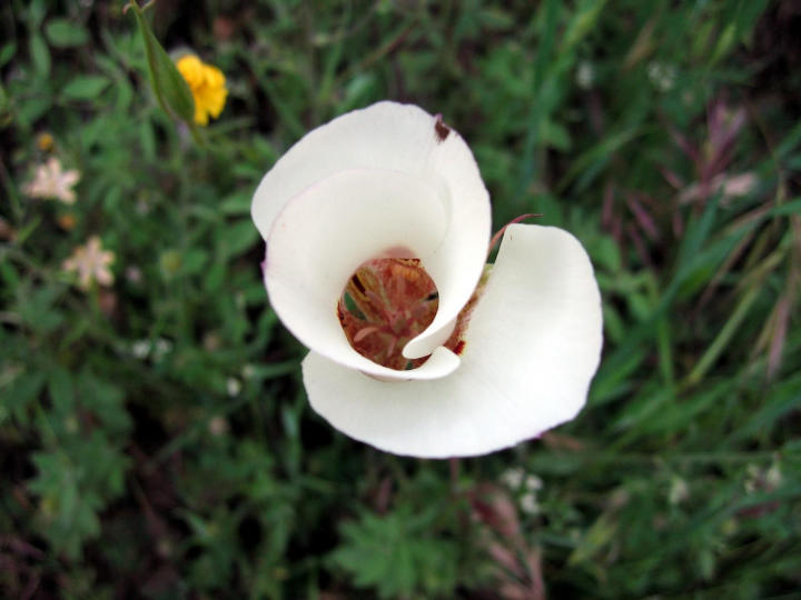 Unopened Mariposa Lily