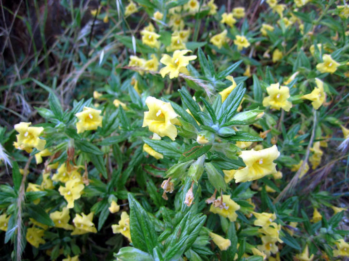 Bush Monkey Flower