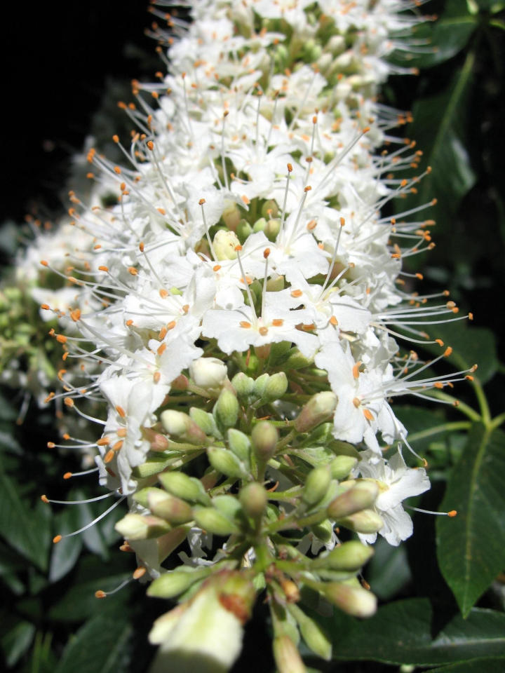 Buckeye Bloom