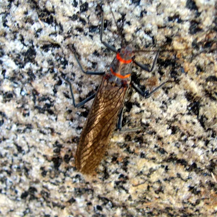 Stonefly (probably)
