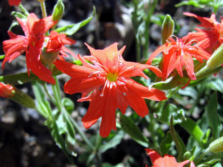 California Indian Pink