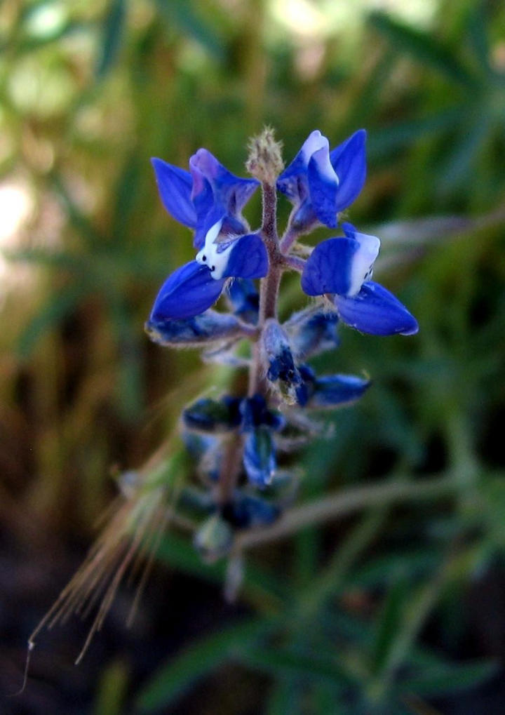 Lupin up close