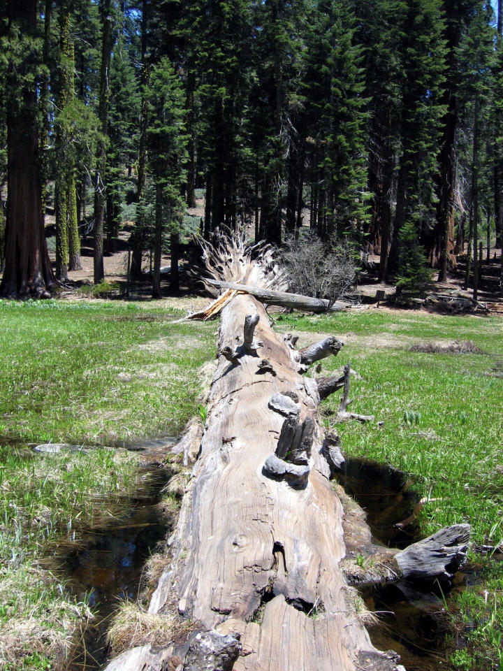 Fallen tree in the meadow