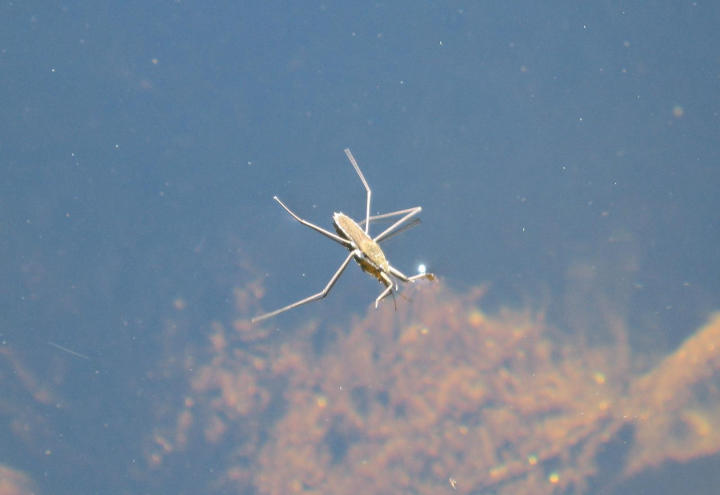 Water Strider