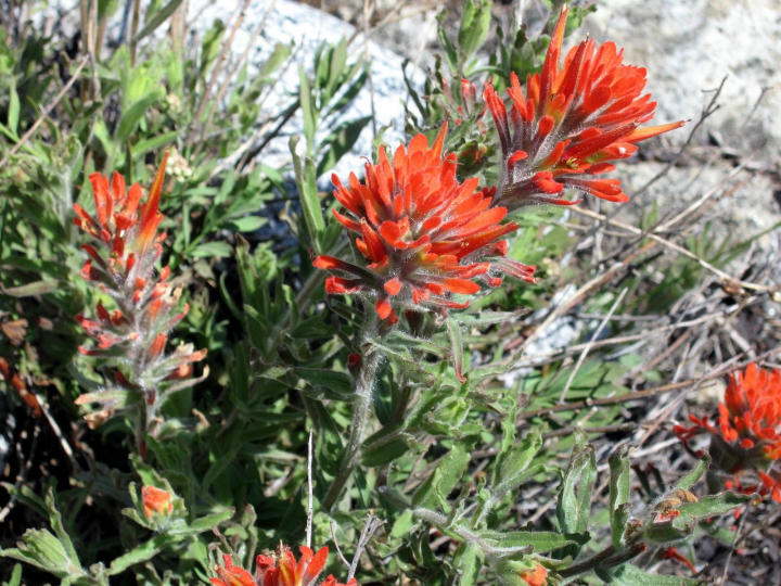 Indian Paintbrush