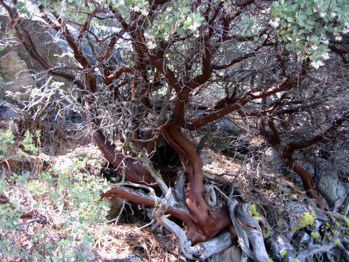 Manzanita