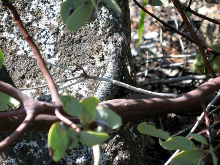 Camo Lizard