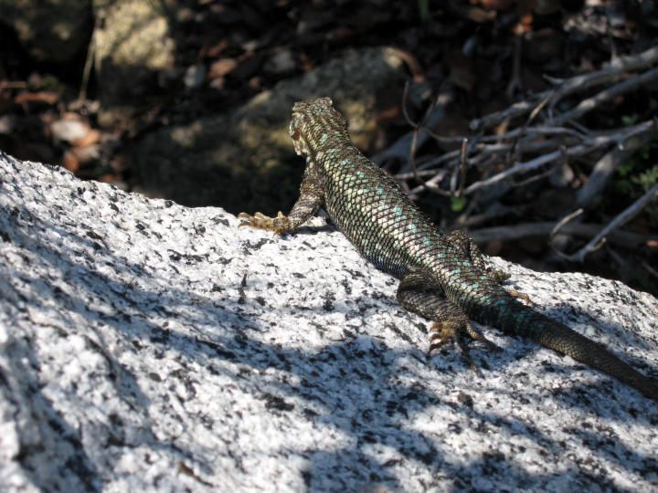 Green spotted lizard