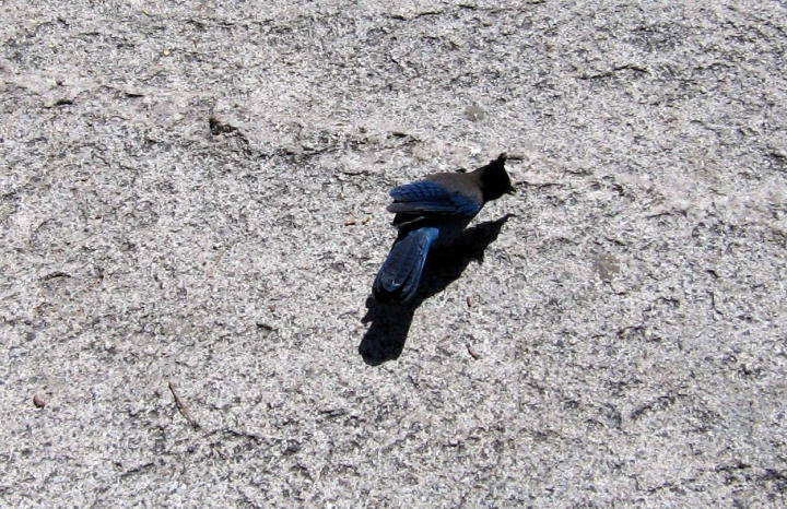 Stellar's Jay