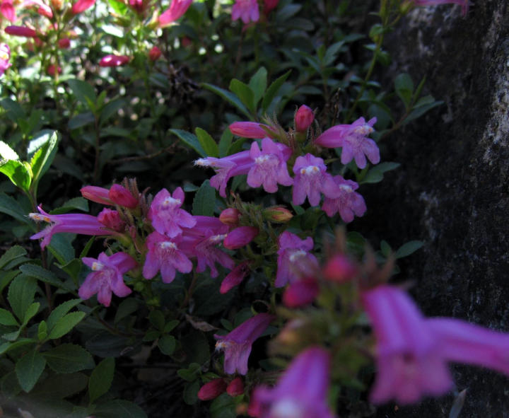 Another species of Monkeyflower