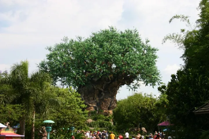 The tree on Discovery Island