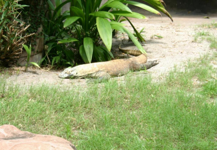 Komodo Dragon