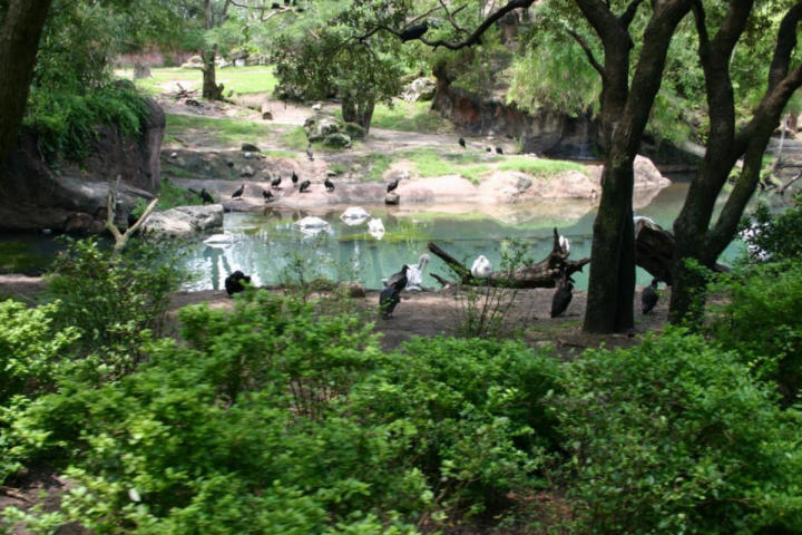 Flocks of birds