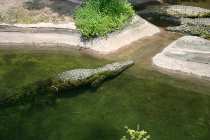 Crocodile