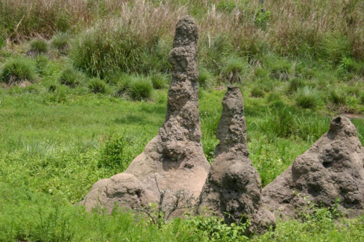 Termite mounds