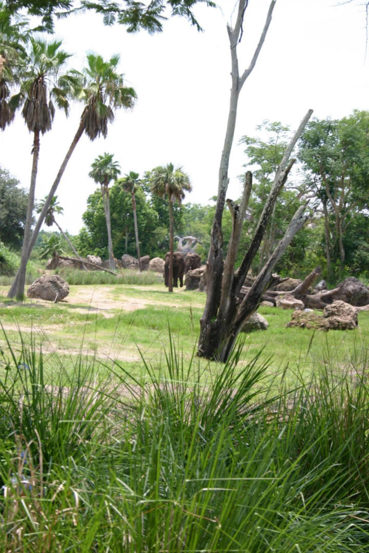 Pachyderms