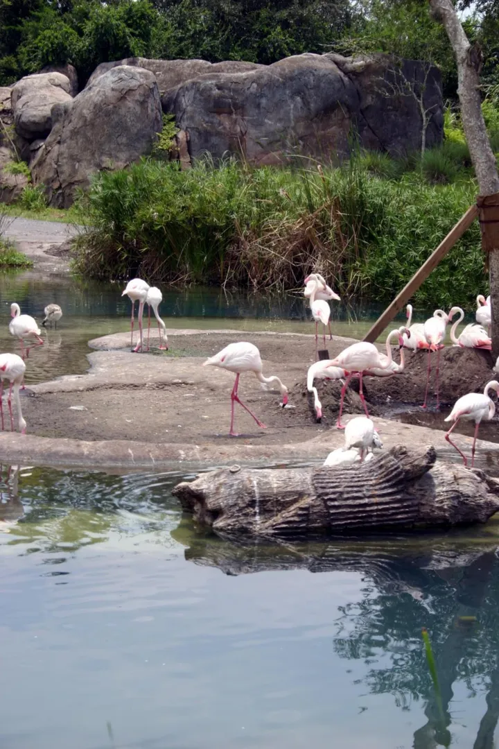 Flamingos - they’ll gouge your eyes out!