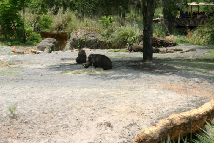 Warthog thingies