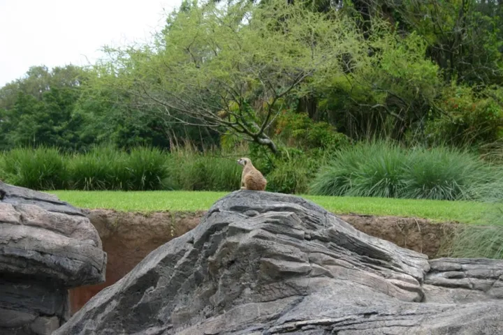 A watchful meerkat