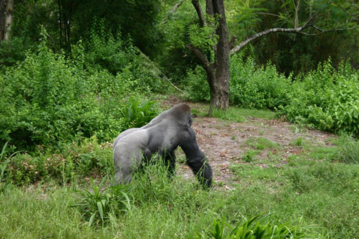 Lowland gorilla